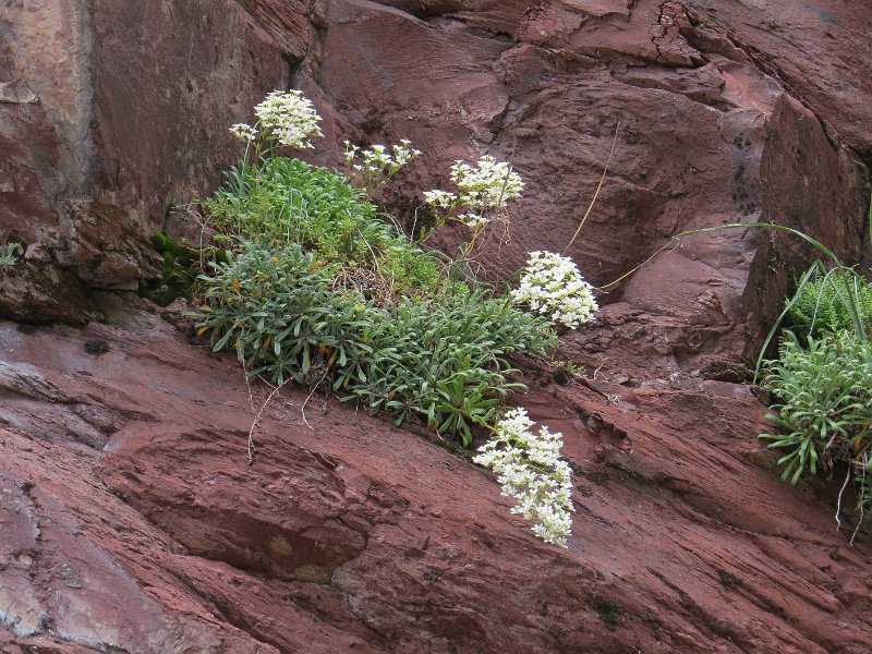 (31) Saxifrage.JPG